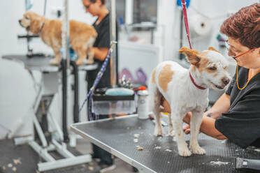 Frau in Uniform benutzt einen elektrischen Rasierapparat, um das Fell eines fröhlichen Terriers zu trimmen, während sie in einem Friseursalon arbeitet - ADSF12157
