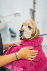 Kind adult woman in black uniform wrapping spaniel dog in towel and drying fur after washing procedure in grooming salon - ADSF12163