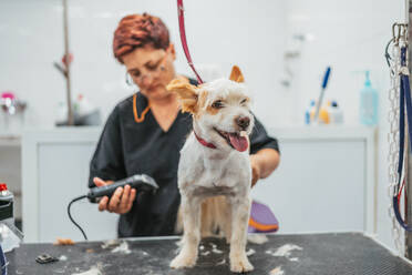 Fröhlicher Terrierhund, der auf dem Frisiertisch steht, während ein Mitarbeiter das Fell mit einem elektrischen Rasierapparat in einem Salon trimmt - ADSF12164