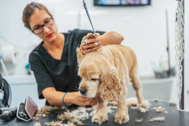 Frau in Uniform benutzt einen elektrischen Rasierapparat, um das Fell eines fröhlichen Terriers zu trimmen, während sie in einem Friseursalon arbeitet - ADSF12165