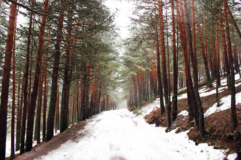 Mit weißem Schnee bedeckte Landstraße, die durch einen ruhigen Nadelwald führt - ADSF12220
