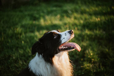 Fröhlicher reinrassiger Border Collie Hund mit herausgestreckter Zunge, der in die Kamera schaut, während er im Park auf dem Gras sitzt - ADSF12223