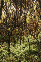 Big green leaf of tropical fern with wild greenery on background at jungle of Coromandel peninsula - ADSF12252