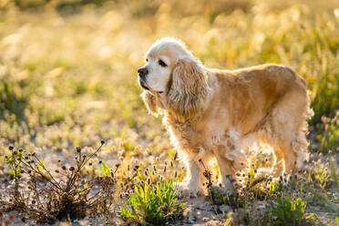 Adorable golden Cocker Spaniel puppy looking away and waiting for owner while sitting on meadow in sunny summer day in countryside - ADSF12377