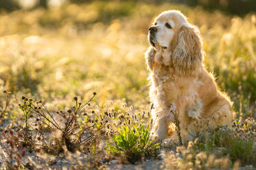 Adorable golden Cocker Spaniel puppy looking away and waiting for owner while sitting on meadow in sunny summer day in countryside - ADSF12378