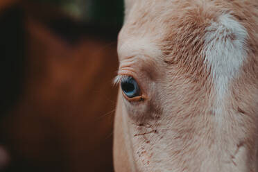 Gesundes starkes Pferd mit blauen Augen, das im Wald spazieren geht und ruhig steht, während es in die Kamera schaut - ADSF12562