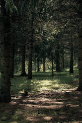 Lichtflecken auf dem Waldboden an einem sonnigen Tag - BZF00562