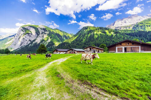 Österreich, Tirol, Vomp, Viehweide im Unterinntal im Sommer - THAF02813
