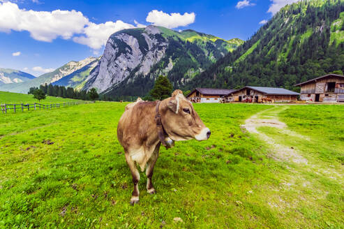 Österreich, Tirol, Vomp, Portrait einer grasenden Kuh im Unterinntal im Sommer - THAF02814