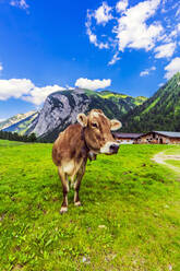 Österreich, Tirol, Vomp, Portrait einer grasenden Kuh im Unterinntal im Sommer - THAF02815