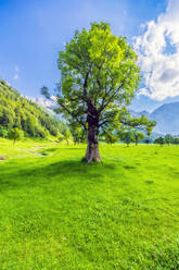 Österreich, Tirol, Vomp, Lebendige grüne Landschaft des Unterinntals im Sommer - THAF02818