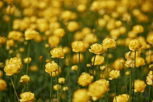 Yellow globeflowers blooming in spring - BZF00563