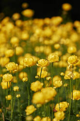 Yellow globeflowers blooming in spring - BZF00564