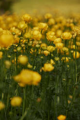 Gelbe Kugelblumen blühen im Frühling - BZF00565