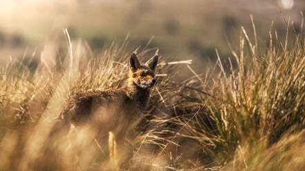 Wildtier im trockenen Gras im Herbst - ADSF12628