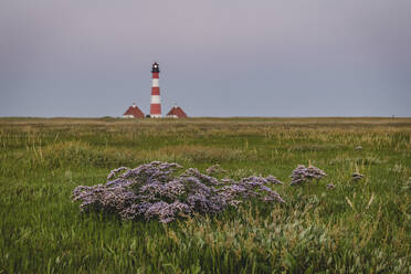 Germany, Schleswig-Holstein, Westerhever, Springtime meadow with Westerheversand Lighthouse in background - KEBF01612