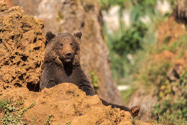 Wild brown bear sitting on sandy slope on sunny day in wood - ADSF12670