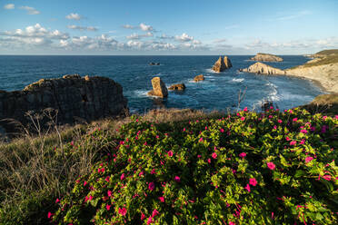 Von oben wunderbare Szenerie von rosa blühenden Blumen an der felsigen Küste der Costa Brava - ADSF12684