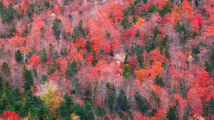 Malerische Drohne Blick auf Bäume im Wald auf Hügel Hang auf kalten Herbsttag in der Natur bedeckt - ADSF12699