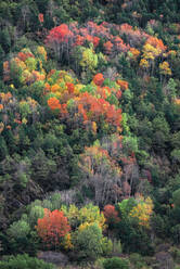 Malerische Drohne Blick auf Bäume im Wald auf Hügel Hang auf kalten Herbsttag in der Natur bedeckt - ADSF12700