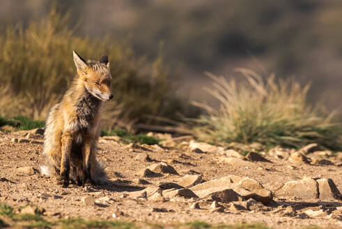 Schöner Fuchs auf dem Feld - ADSF12704