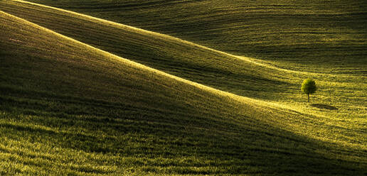 Weitwinkel natürliche Landschaft von hügeligem Gelände mit grünen landwirtschaftlichen Feld und einsamen Baum in sonnigen Tag auf dem Lande - ADSF12705