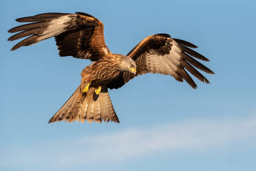 Von unten wilden Falken fliegen in blauen Himmel und Jagd auf sonnigen Tag in der Natur - ADSF12708