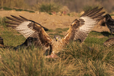 Wilder Falke landet auf grasbewachsenem Boden in der Nähe von Krähen bei der Jagd an einem sonnigen Tag in der Natur - ADSF12709