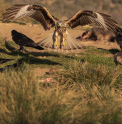 Wilder Falke landet auf grasbewachsenem Boden in der Nähe von Krähen bei der Jagd an einem sonnigen Tag in der Natur - ADSF12710