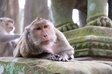 Liebenswerter grauer Affe, der auf einem Stein im religiösen Tempel von Angkor Wat in Kambodscha liegt - ADSF12791