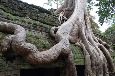 Malerische Szenerie mit riesigen Baumwurzeln, die über den alten religiösen Tempel von Angkor Wat in Kambodscha wachsen - ADSF12796