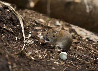 Nahaufnahme einer Waldmaus auf Erde im Wald - ZCF00982