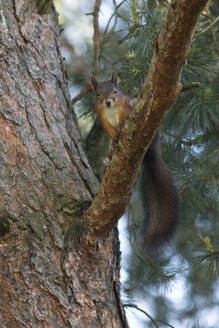 Eichhörnchen auf einem Ast im Wald - ZCF00983