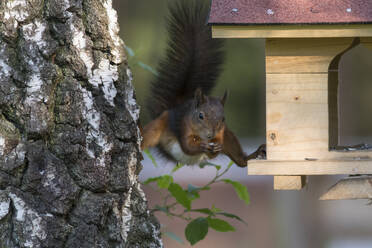 Eichhörnchen frisst Samen aus dem Vogelhaus am Baumstamm - ZCF00984