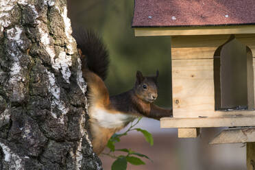 Eichhörnchen, das nach Samen in einem Vogelhaus am Baumstamm greift - ZCF00985