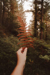 Crop unerkennbar Person Hand hält verwelkt orange riesigen Blatt von Farnen auf dem Hintergrund der Spur unter grauem Himmel in nebligen Herbst dichten Wald während des Tages - ADSF13129