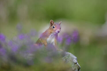 Portrait of Eurasian red squirrel (Sciurus vulgaris) looking curiously at camera - MJOF01818