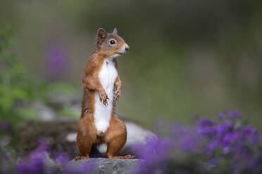 Porträt eines im Freien stehenden eurasischen roten Eichhörnchens (Sciurus vulgaris) - MJOF01819