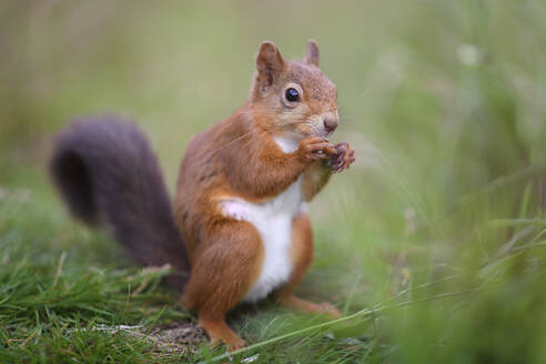 Porträt eines eurasischen roten Eichhörnchens (Sciurus vulgaris) beim Fressen von Gras - MJOF01821