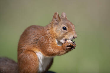 Porträt eines eurasischen roten Eichhörnchens (Sciurus vulgaris), das eine Nuss frisst - MJOF01822