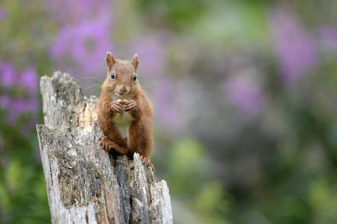Porträt eines eurasischen roten Eichhörnchens (Sciurus vulgaris), das an einem Baumstumpf frisst - MJOF01824