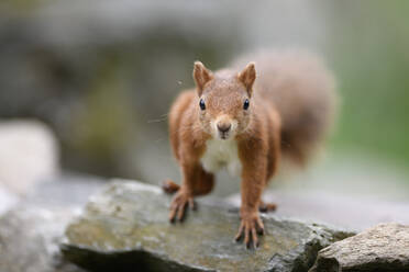 Porträt eines eurasischen roten Eichhörnchens (Sciurus vulgaris), das neugierig in die Kamera schaut - MJOF01825