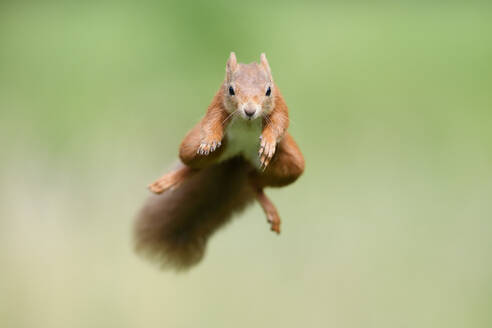 Porträt eines eurasischen roten Eichhörnchens (Sciurus vulgaris), das in Richtung Kamera springt - MJOF01826