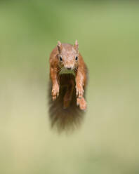 Porträt eines eurasischen roten Eichhörnchens (Sciurus vulgaris), das in Richtung Kamera springt - MJOF01827