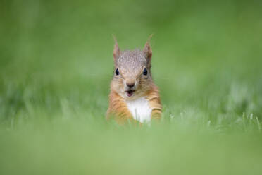 Porträt eines im Gras sitzenden eurasischen roten Eichhörnchens (Sciurus vulgaris) - MJOF01828