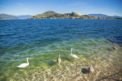 Vögel schwimmen am Lago Maggiore an einem sonnigen Tag - FLMF00279