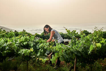 Side view of senior female farmer collecting fresh grapes in garden in summer - ADSF13361