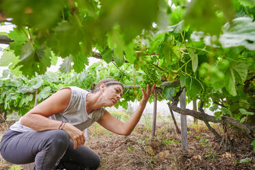 Side view of female farmer crouched collecting fresh grapes in garden in summer - ADSF13366