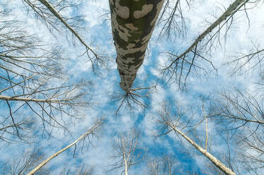 Von unten der erstaunlichen Landschaft der blattlosen Bäume wachsen im Wald unter blauen bewölkten Himmel - ADSF13388