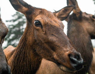 Low angle of wild deer with wet fur standing in woods on cloudy day and looking at camera - ADSF13409